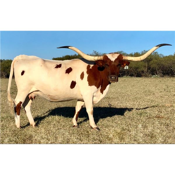 Cimmaron's Delight CB