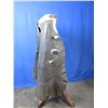 Image 2 : Marked Powder River Saddlery (Faint) Batwing Chaps- Six 1.75" Conchos- 34"- Used Condition
