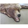 Image 2 : Double Matted Grizzly Bear Rug- Nose To Tail 78"- Across Front Legs 86"- Across Rear Legs 70"