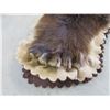 Image 8 : Double Matted Grizzly Bear Rug- Nose To Tail 78"- Across Front Legs 86"- Across Rear Legs 70"