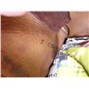 Image 5 : Cowboy Boots- Size 7