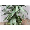 Image 3 : * Faux Houseplant - 41" Tall