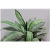 Image 4 : * Faux Houseplant - 41" Tall