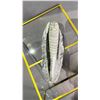 Image 2 : ORTHOCERAS FOSSIL SPECIMEN 5" RETAIL $600
