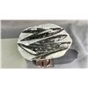 Image 1 : ORTHOCERAS FOSSIL SPECIMEN 9" X 6.5"