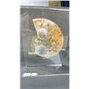 Image 2 : AMMONITE FOSSIL 5.3"