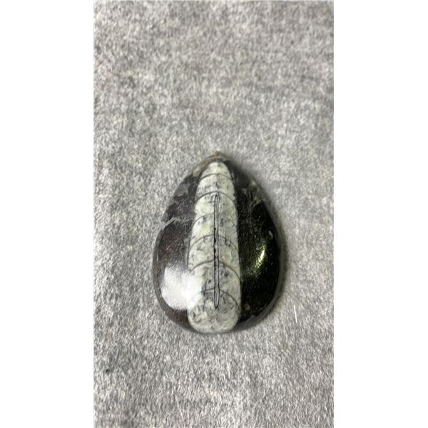 ORTHOCERAS FOSSIL DISPLAY LISTED RETAIL $400 *UNATTACHED*