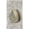Image 2 : ORTHOCERAS FOSSIL DISPLAY LISTED RETAIL $400 *UNATTACHED*