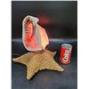 Image 1 : Vintage Conch Shell and Starfish Lamp