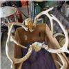 Image 2 : FOUR WHITE TAIL ANTLERS