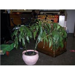 Live plant need a home pink pot