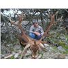 Image 2 : Spain - Iberian Red Deer (Stag)
