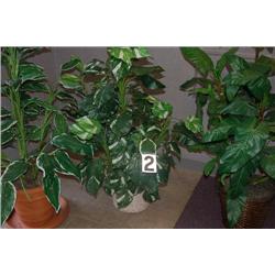 SILK TROPICAL PLANT IN WHITE WICKER POT