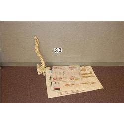 SPINAL COLUMN MODEL AND MEDICAL POSTERS