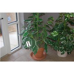 SILK TROPICAL PLANT IN TERRA COTTA POT