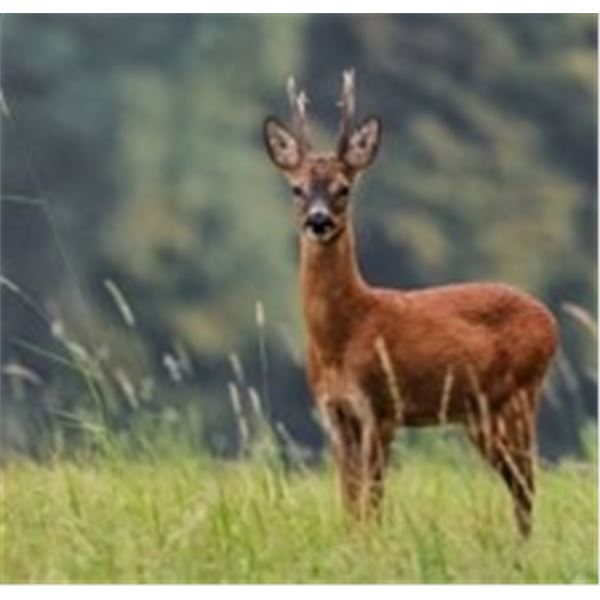 Roe Deer hunt in Serbia