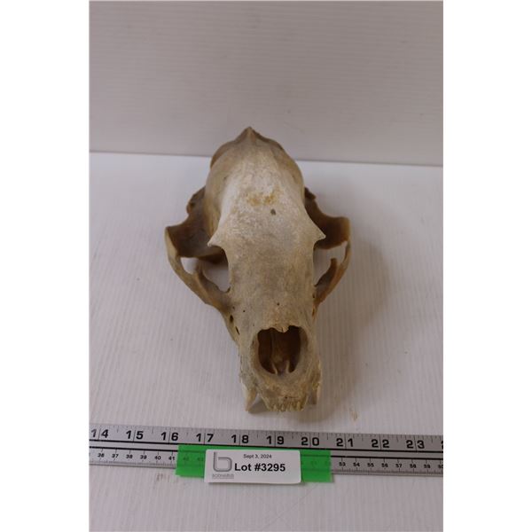 Decorative Skull - 11" Long