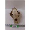Image 1 : Decorative Skull - 11" Long