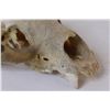 Image 2 : Decorative Skull - 11" Long