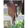Image 3 : KENWAY SADDLE With SADDLE PAD