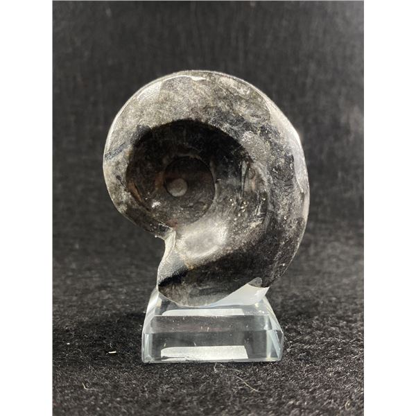 Goniatite Fossil Specimen. Retails $300.00