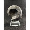 Image 1 : Goniatite Fossil Specimen. Retails $300.00