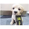 Image 1 : LAB PUPPY STATUE SITTING