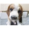 Image 1 : BEAGLE PUPPY STATUE