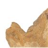 Image 2 : Montana Fossilized Hadrosaurid Footprint