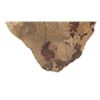 Image 8 : Montana Fossilized Hadrosaurid Footprint