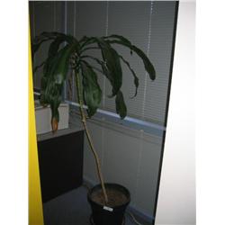 POTTED TREE