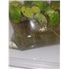 Image 2 : Pair Of 2 Water Plants - Healthy At Time Of Pictures - Not Available For Shipping