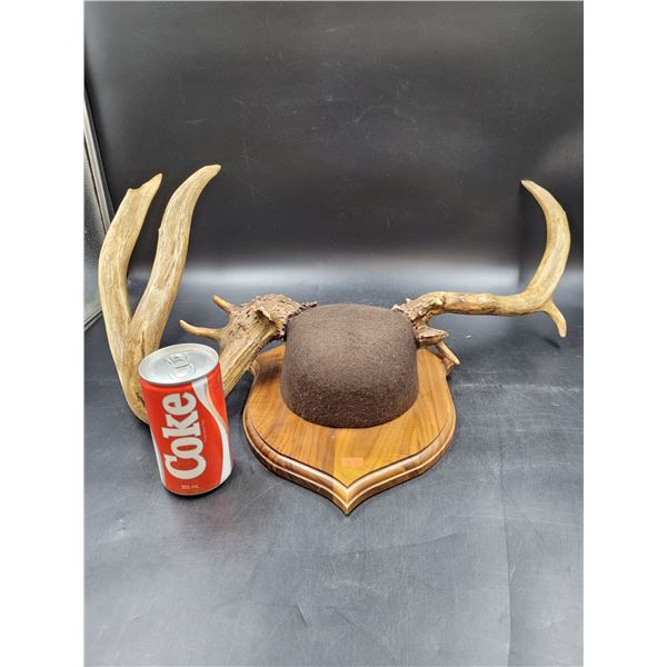 Untypical White-Tail Deer Antler Mount