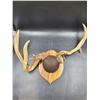 Image 2 : Untypical White-Tail Deer Antler Mount