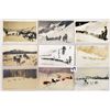 Image 2 : Animals - Dog Sled 25 Postcards