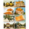 Image 1 : Orange & Citrus Related 75+ Postcards