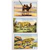 Image 1 : Novelty - Wire Tail Attachment Animal Postcards 8