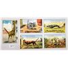 Image 2 : Novelty - Wire Tail Attachment Animal Postcards 8