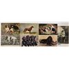 Image 3 : Animals - Dog Postcards 24