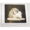 Image 1 : Real Photo 8 x 10 of Baby & Kitten