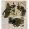 Image 1 : Novelty - 3 Peacock Feather Attachment Postcards