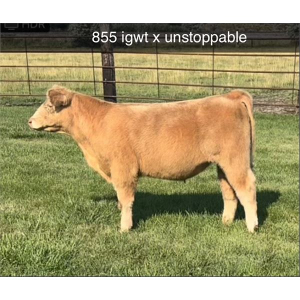 Steer Calf - Tag #: 855A