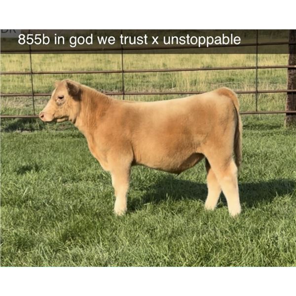 Steer Calf - Tag #: 855B
