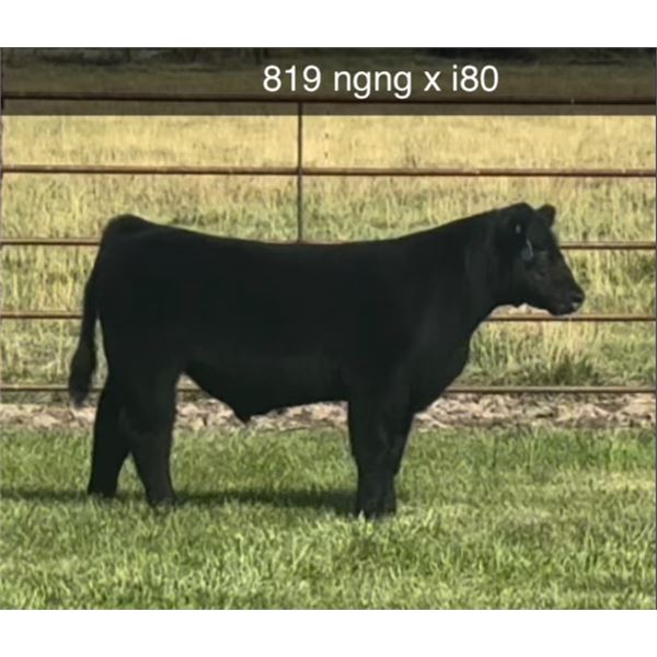 Steer Calf - Tag #: 819