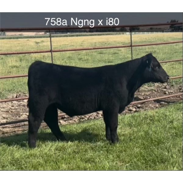 Steer Calf - Tag #: 758A