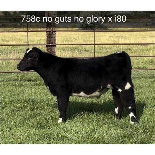 Steer Calf - Tag #: 758C