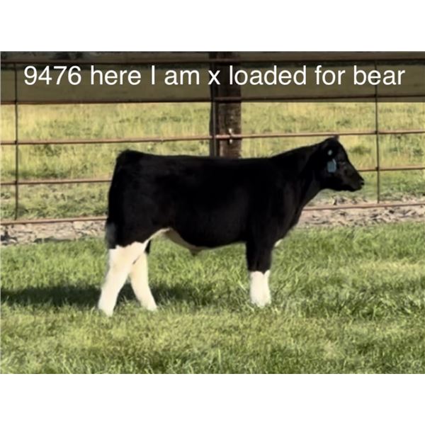 Steer Calf - Tag #: 9476A