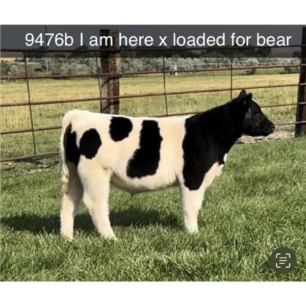 Steer Calf - Tag #: 9476B
