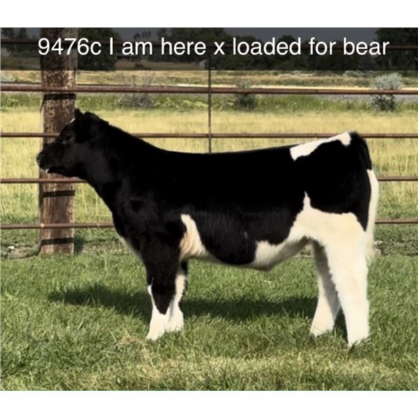 Steer Calf - Tag #: 9476C