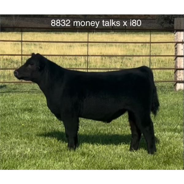 Steer Calf - Tag #: 8832
